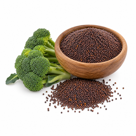 National Cancer Institute Finds Broccoli Seed Extract Protects You from Environmental Toxins