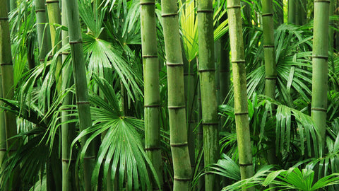 Bamboo Extract