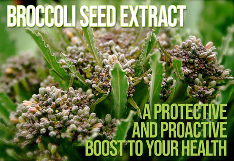 Broccoli Seed Extract: A Protective and Proactive Boost to Your Health