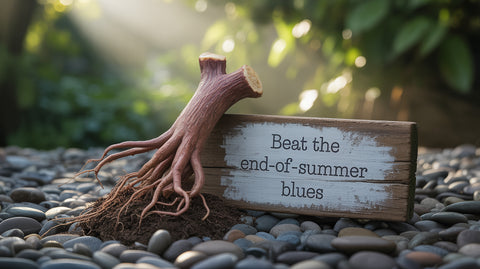 Beat the End-of-Summer Blues with 100% Natural Ashwagandha Extract