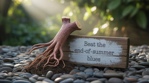 Beat the End-of-Summer Blues with 100% Natural Ashwagandha Extract