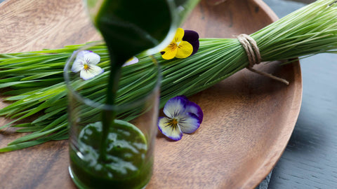 Exploring Wheatgrass: Recover Health and Vitality with Raw Organic Kamut Wheatgrass Blend