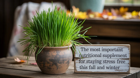 The Most Important Nutritional Supplement for Staying Stress-Free This Fall and Winter