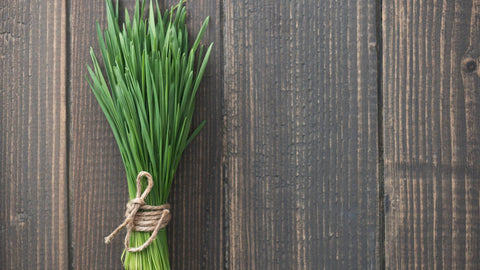 Exploring Wheatgrass: Boost Energy and Combat Fatigue with Raw Organic Kamut Wheatgrass Blend