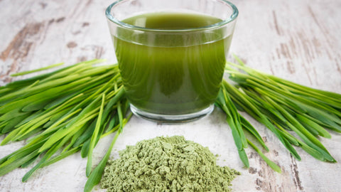 12 Facts About the Healing and Restorative Properties of Wheatgrass Powder