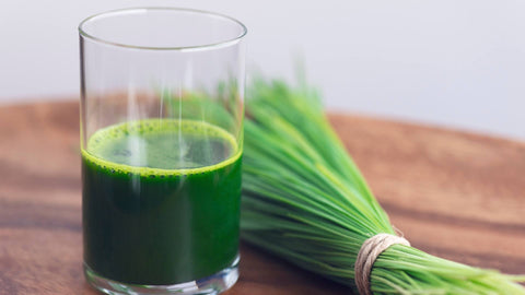 Exploring Wheatgrass: Heal the Body with Raw Organic Kamut Wheatgrass Blend