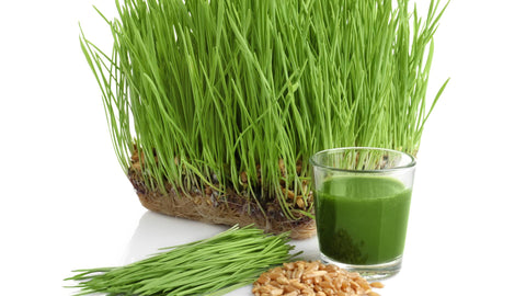 Mineral Deficiency: The Hidden Factor in Many Health Ailments and How Wheatgrass Helps Reverse the Trend