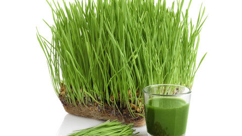 Boosting Gut Health Naturally by Healing the Body’s Second Brain with Wheatgrass