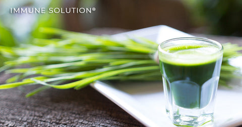 Organic Kamut® Wheatgrass – The Rejuvenating Supplement Your Body Needs