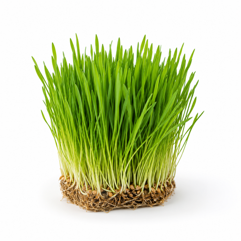 Raw Organic Kamut® Wheatgrass Blend – Juice Powder (large) | Buy (2), Save $5